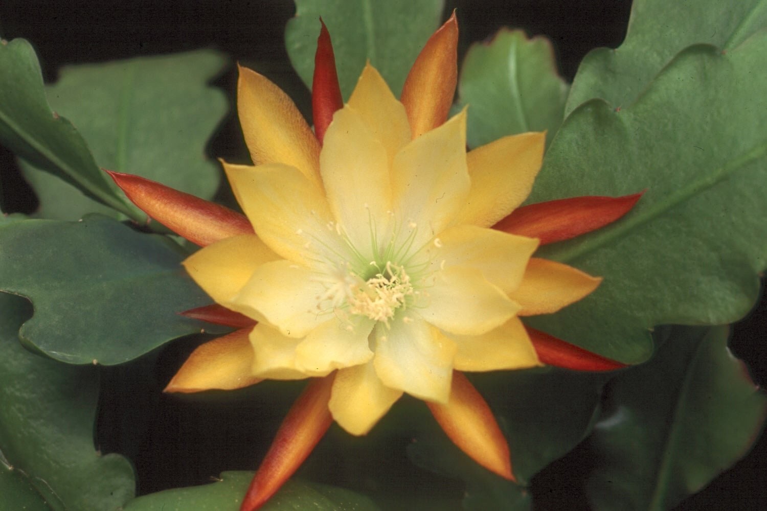 Epiphyllum, Orchid Cactus ” OAKLIEGHT DOMINATOR “, Don’s Quart pots JULY/1