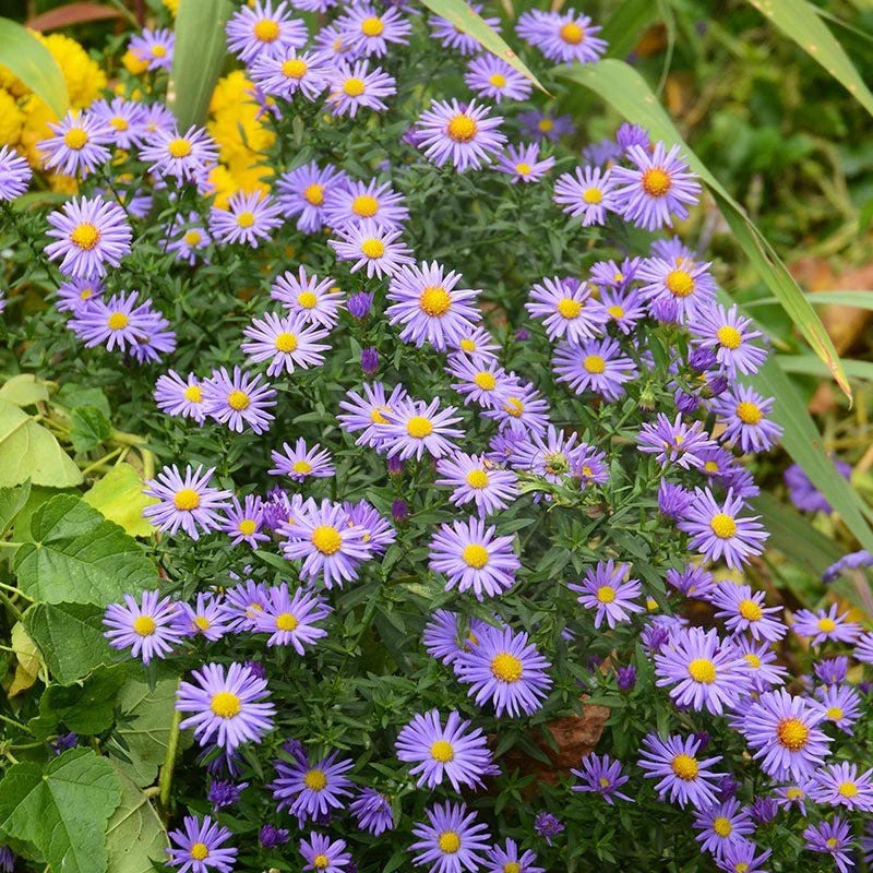 Tahoka Daisy Seeds | Purple Prairie Tansy Leaf Aster Wildflower Flower Seed 2025