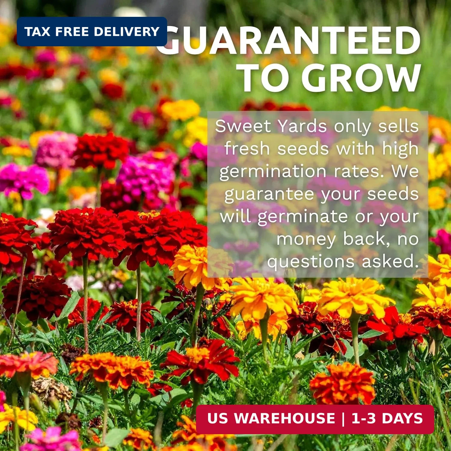 Zinnia Seeds – California Giants Mix – Large 1 Ounce Packet – 3,000 Flower Seeds