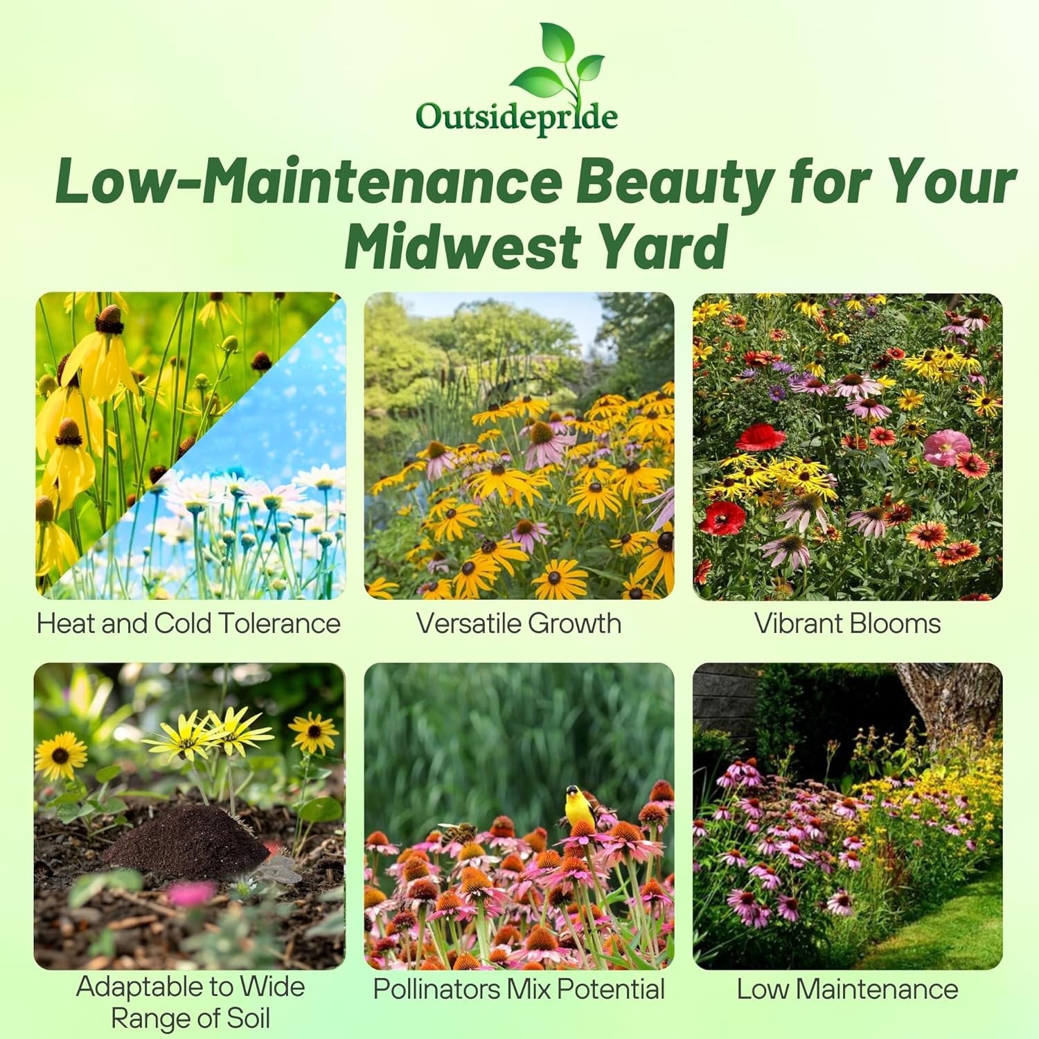 1 LB Midwest wildflower seed mix from Outsidepride.