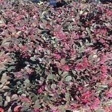 Loropetalum Ruby Compact | 3 Gallon | Loropetalum chinense | Low Maintenance