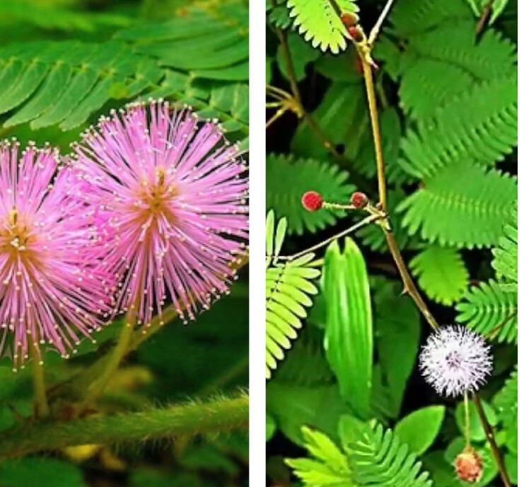 30+ SEEDS-Sensitive Plant, Touch Me Not Mimosa pudica,Makahiya