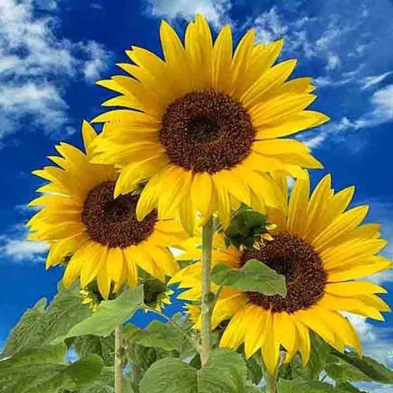 100+ SUNFLOWER RARE SEEDS MIX BEAUTIFUL FLOWERS BLOOMS MULTIPLE VARIETY GIANT US