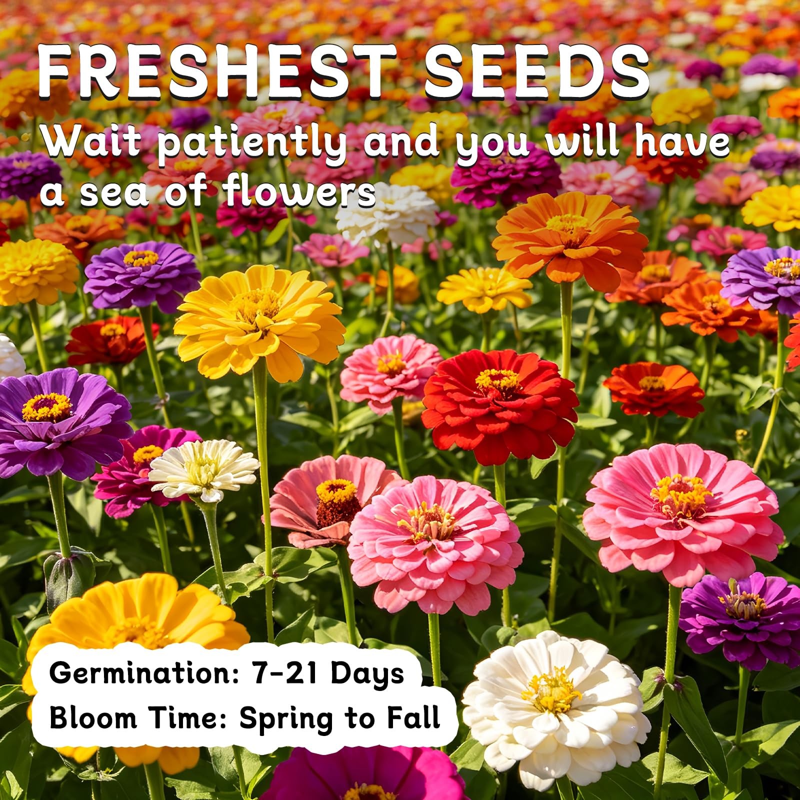 Zinnia Seeds for 2026, 6,000+ California Giant Zinnia Seeds Bulk, Double Dahl…