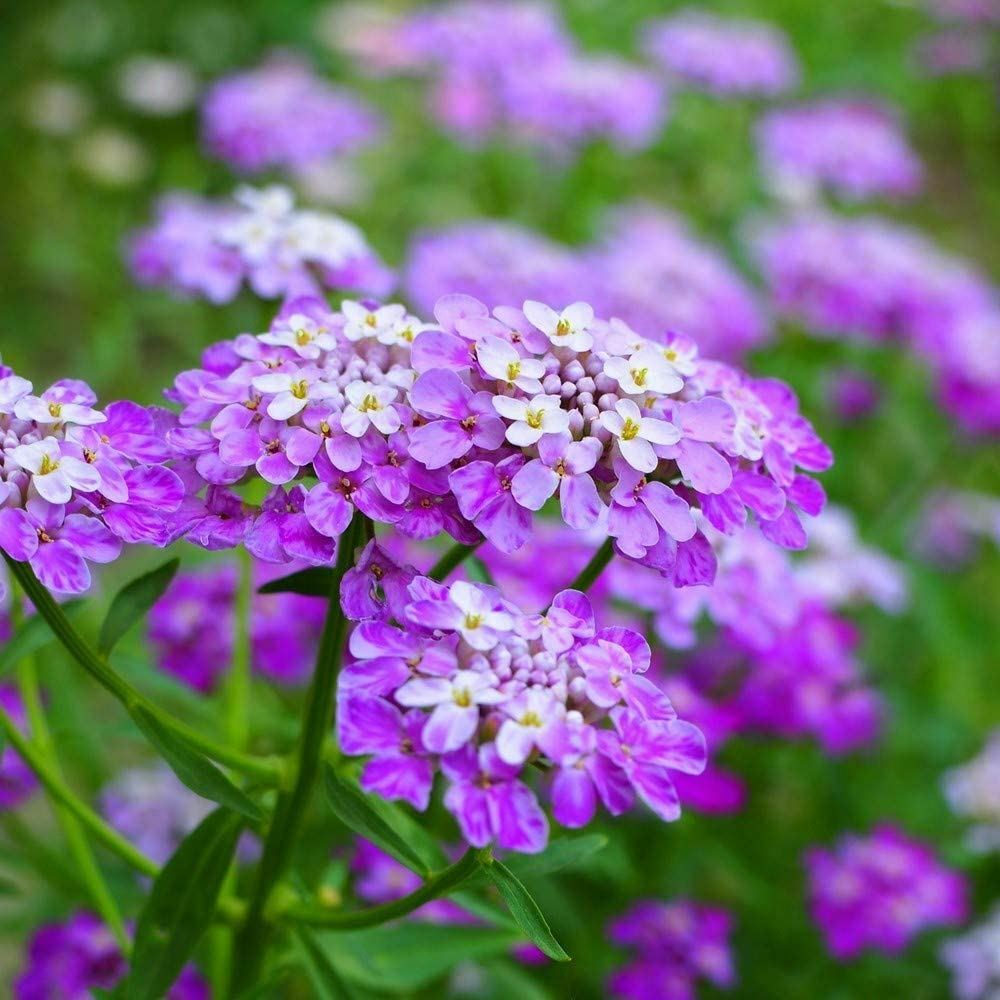 Candytuft Flower Seeds, Tall Mix Candytuft Flower Seeds, “COOL BEANS N SPROUTS”
