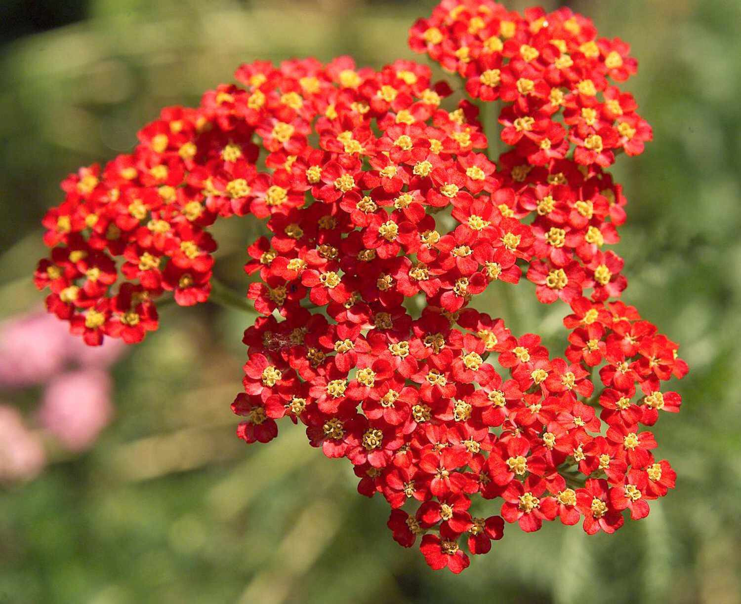 Yarrow Paprika 25 Plants in 3-1/2 inch Pots