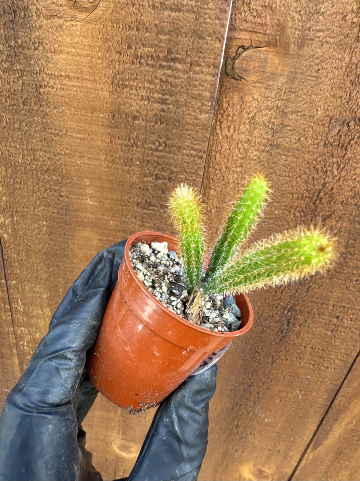 Rat Tail Live Cactus/Succulent Fully Rooted-Aporocactus Flagelliformis.