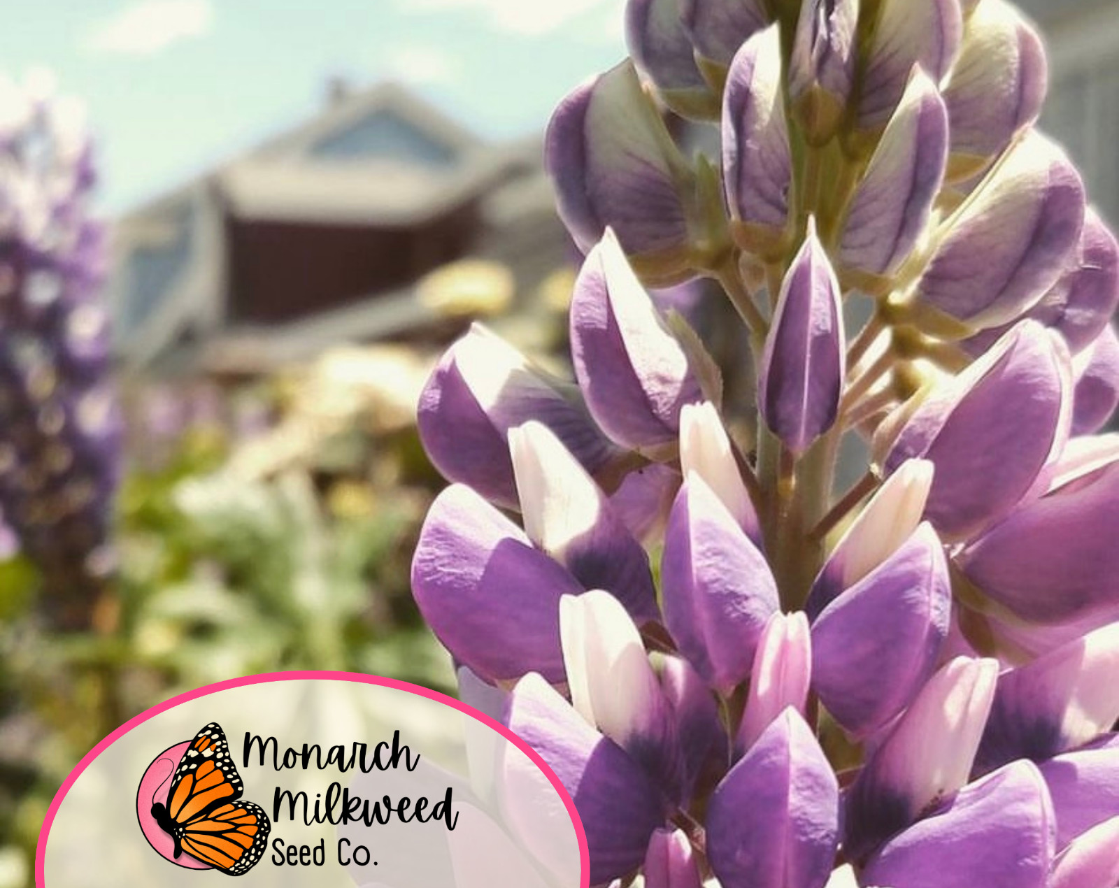 140+ Lupine ‘Russell’ Seeds | Perennial Flower Garden Plant Seed Packet, USA
