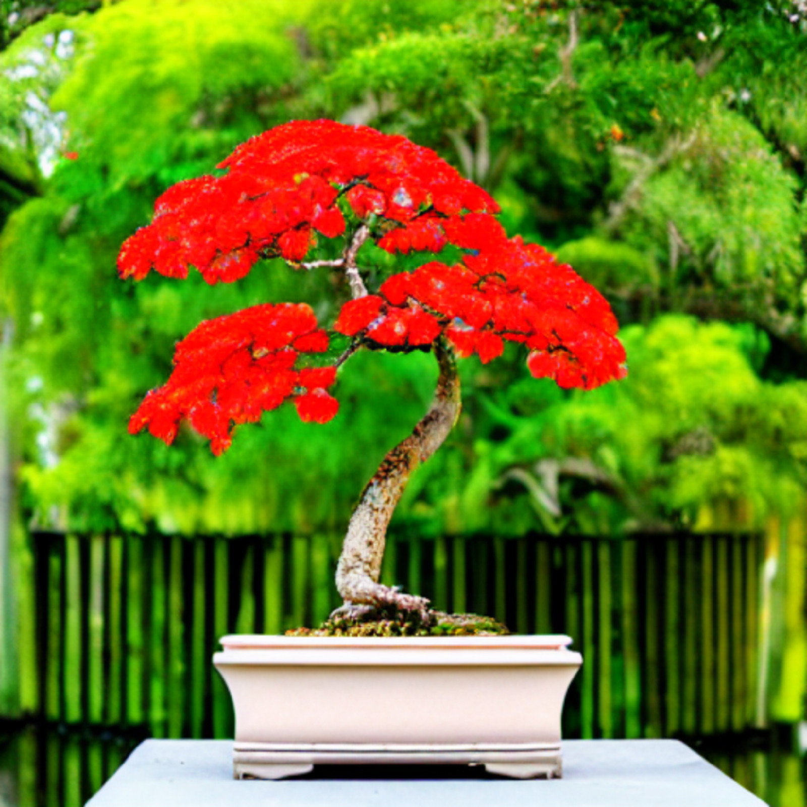 Red Flame Tree {Delonix regia} Bonsai Favorite | 5 seeds Free Shipping!