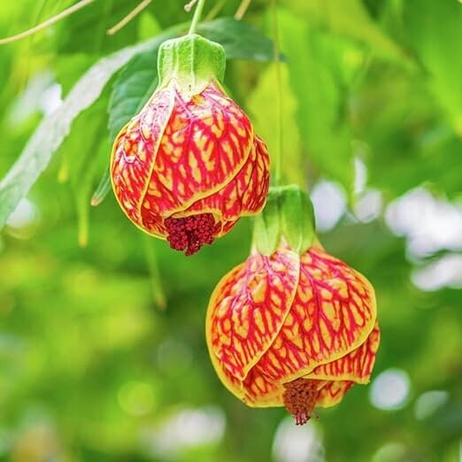 20 Crimson Gold Chinese House garden flower seeds for spring summer Gold Red co