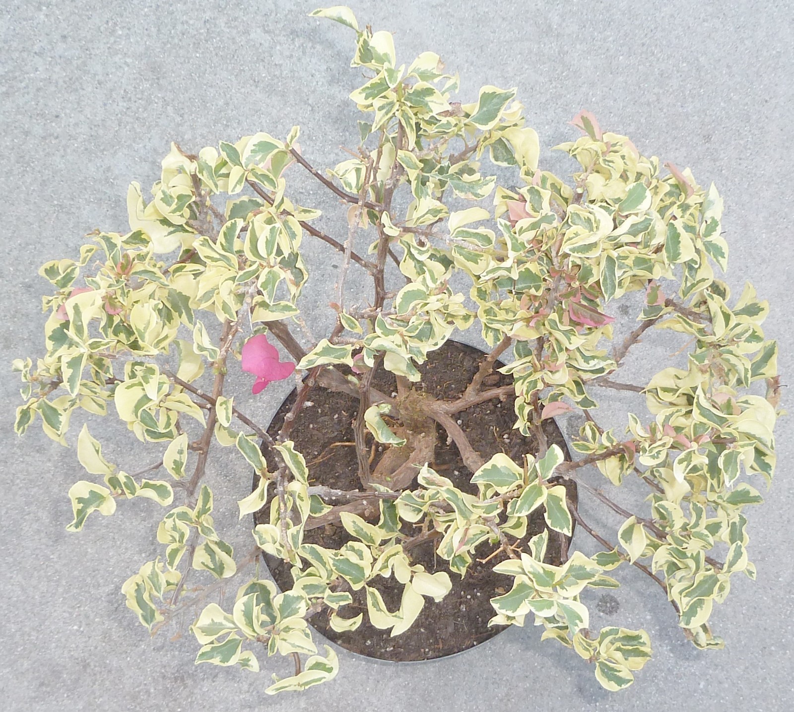 Variegated Bougainvillea Raspberry Ice Pre Bonsai Dwarf Kifu Nice Trunk Flowers