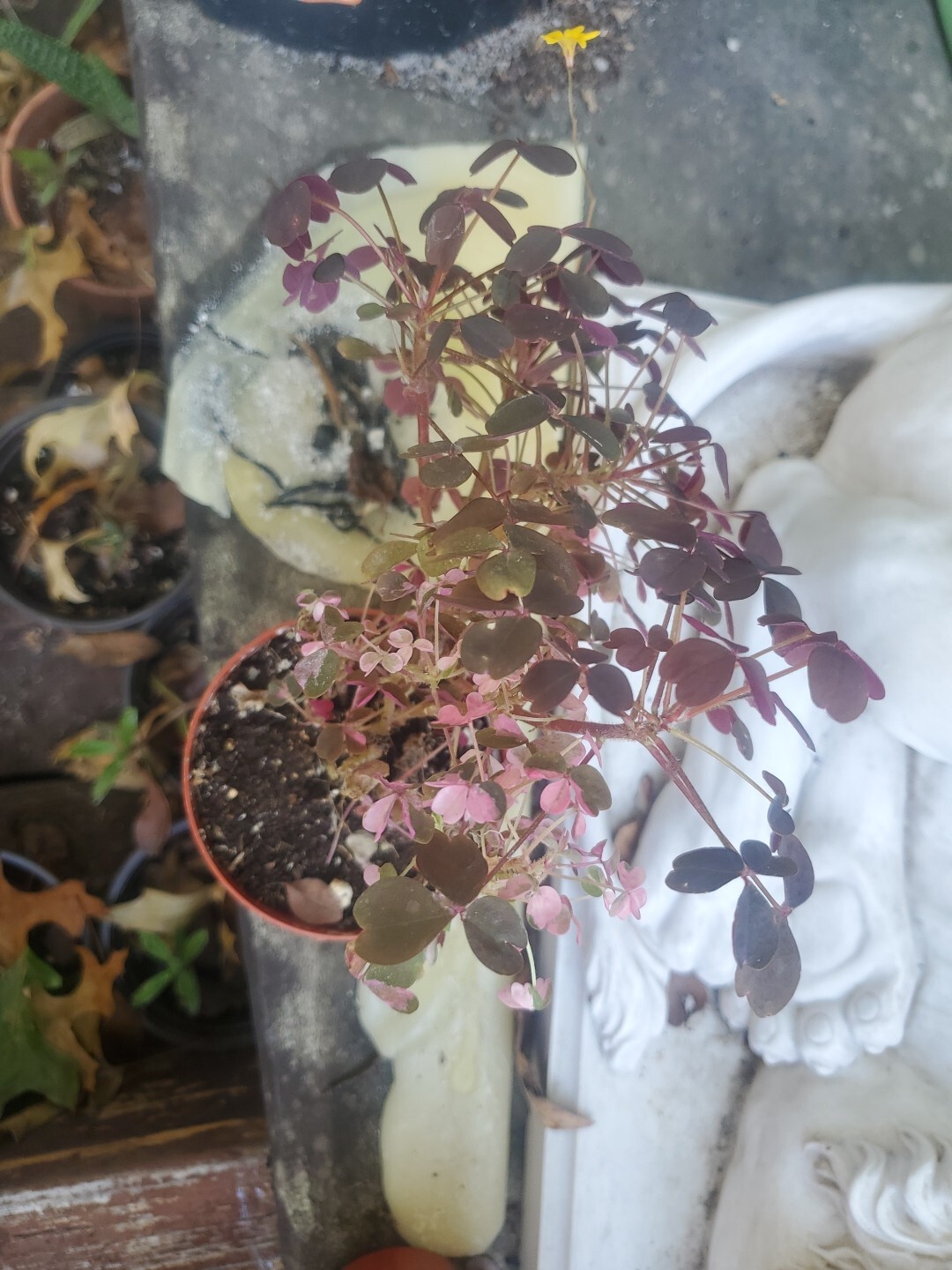 Oxalis Vulxanicola “Lucky” Red Pink Green PURPLE Tricolor In 3″ Pot Live Mini