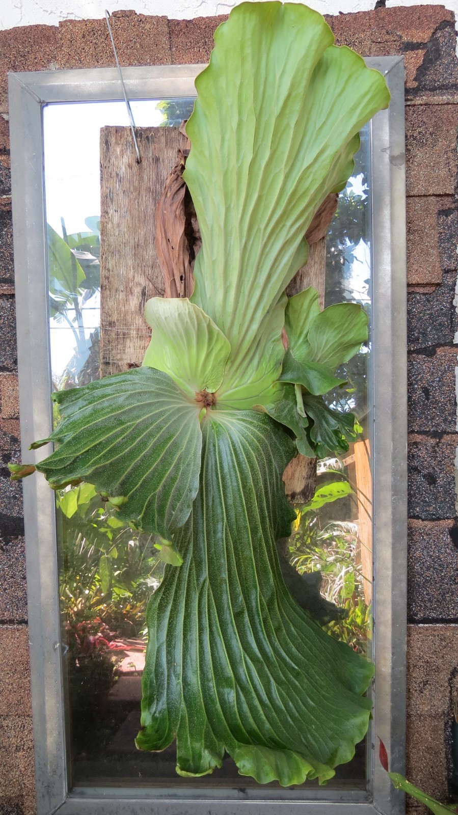 Platycerium Elephantotis RARE Staghorn fern spores