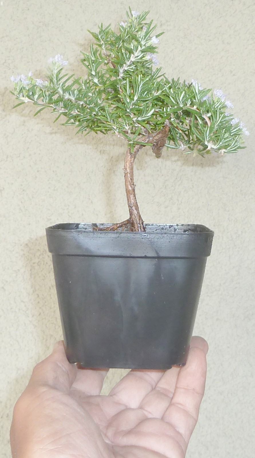 Rosemary Rosmarinus Pre Bonsai Dwarf Shohin Nice Movement Trunk Flowers Fragrant