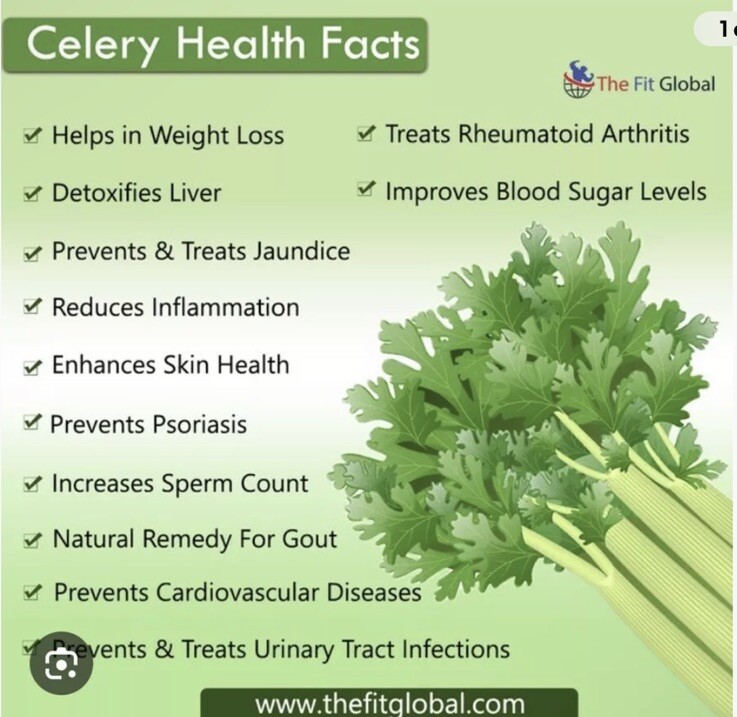 1500 Plus Tall Utah Celery Seeds-Non GMO-Open Pollinated