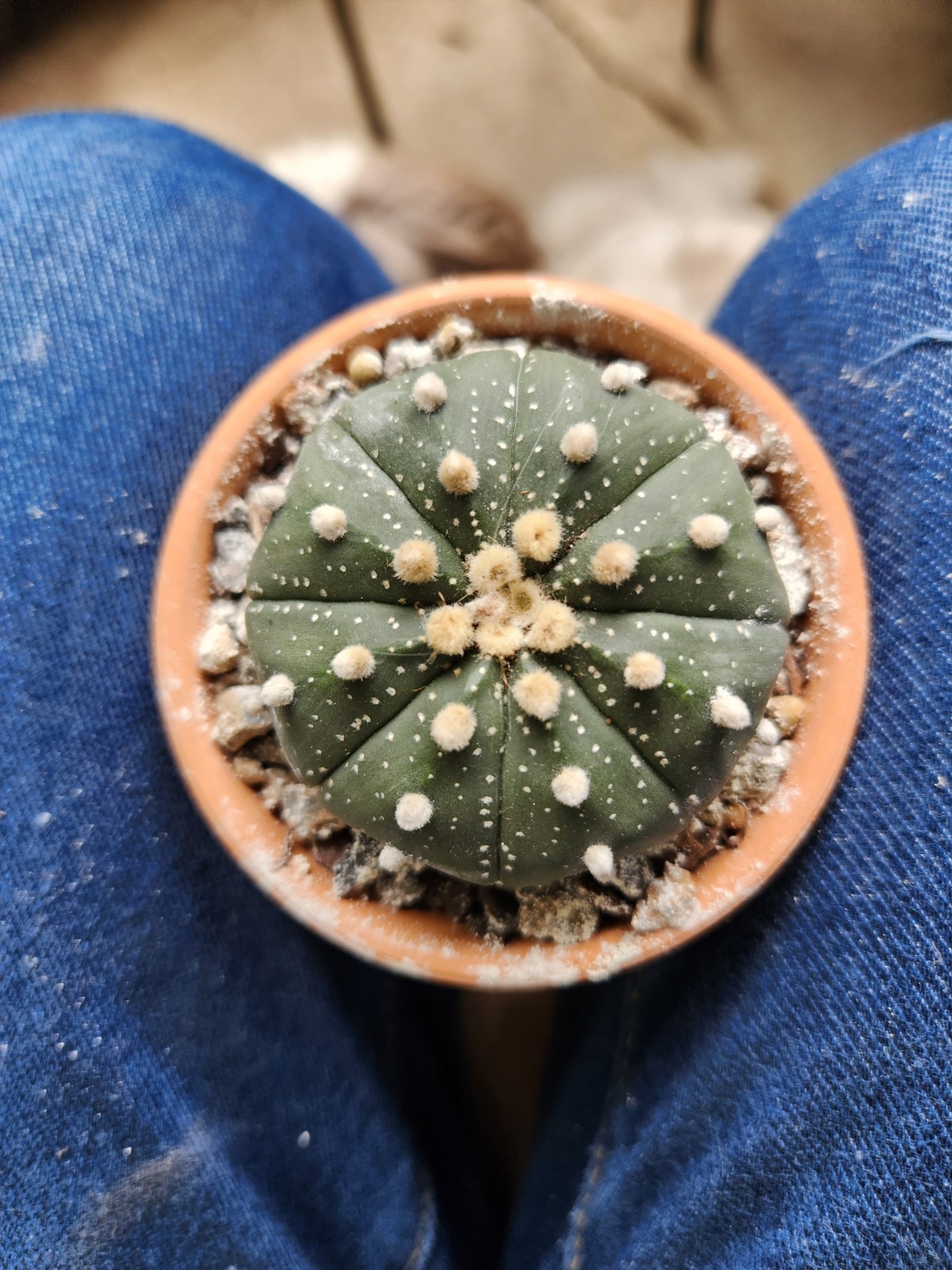 2 Astrophytum Asterias Sand Dollar Cacti