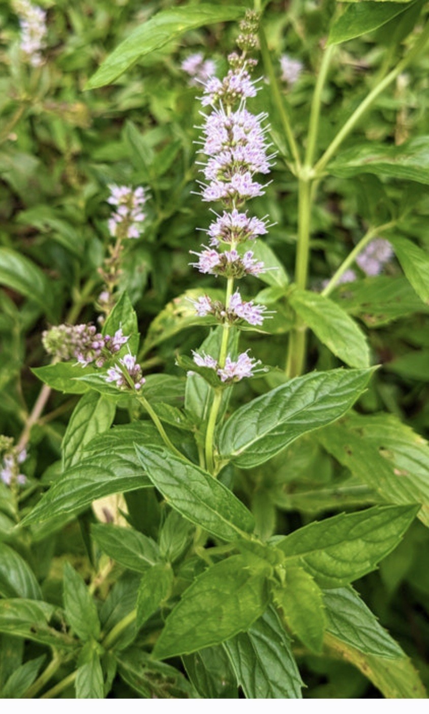 Spearmint SEEDS (Mentha spicata)
