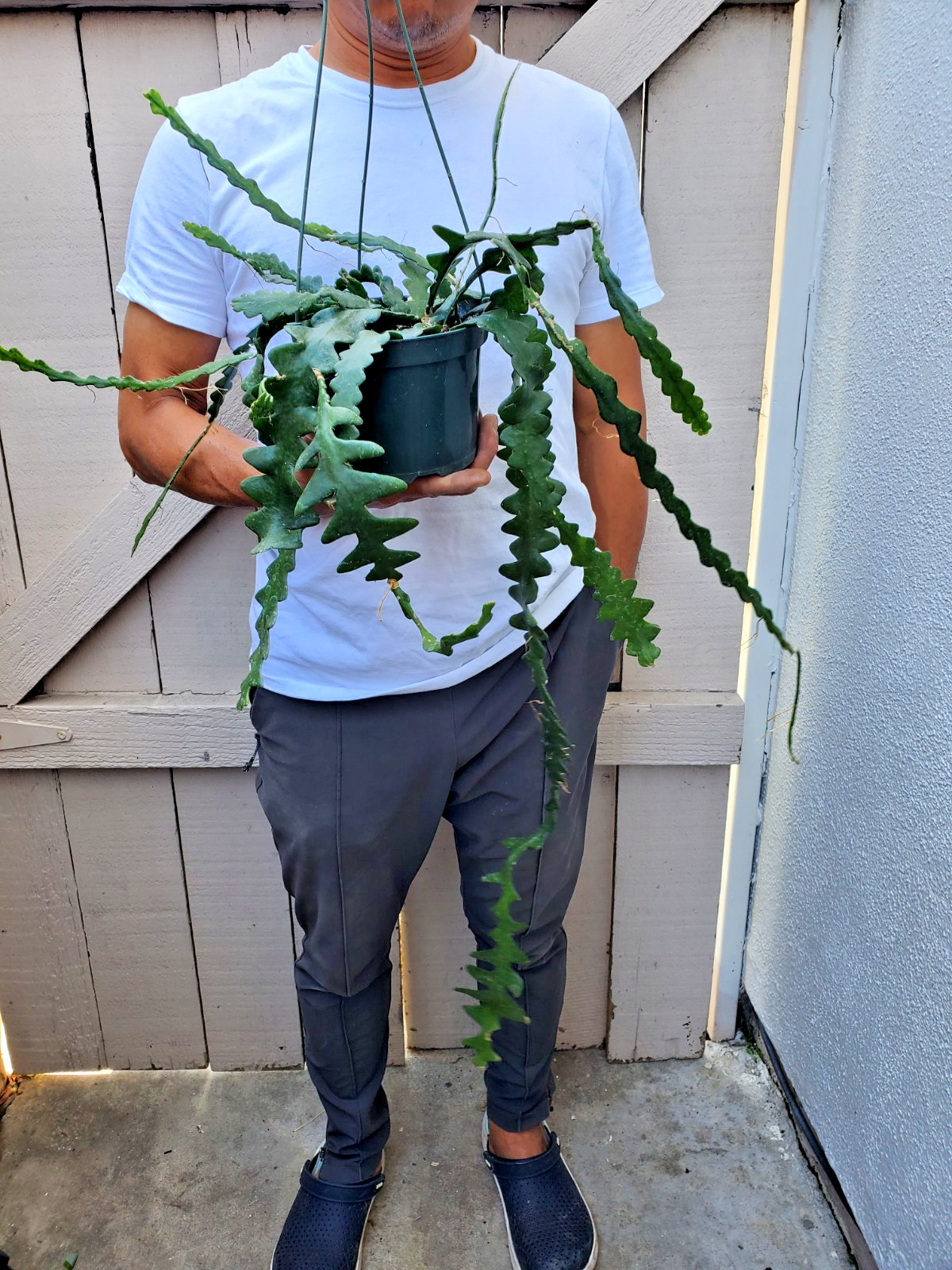 Cryptocereus anguliger Ric Rac Fishbone Cactus Succulent