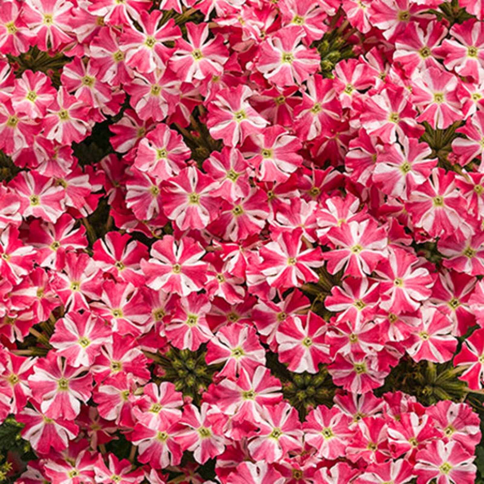 50 Cherry Burst Verbena Seeds Groundcover Tender Perennial Bees Seed Flower