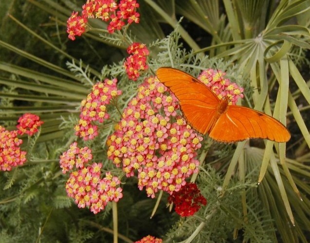 20+ yarrow, RED PERENNIAL YARROW seeds USA seller