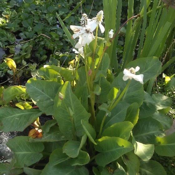 3 Yerba Mansa Pond Plant Marginal Bog