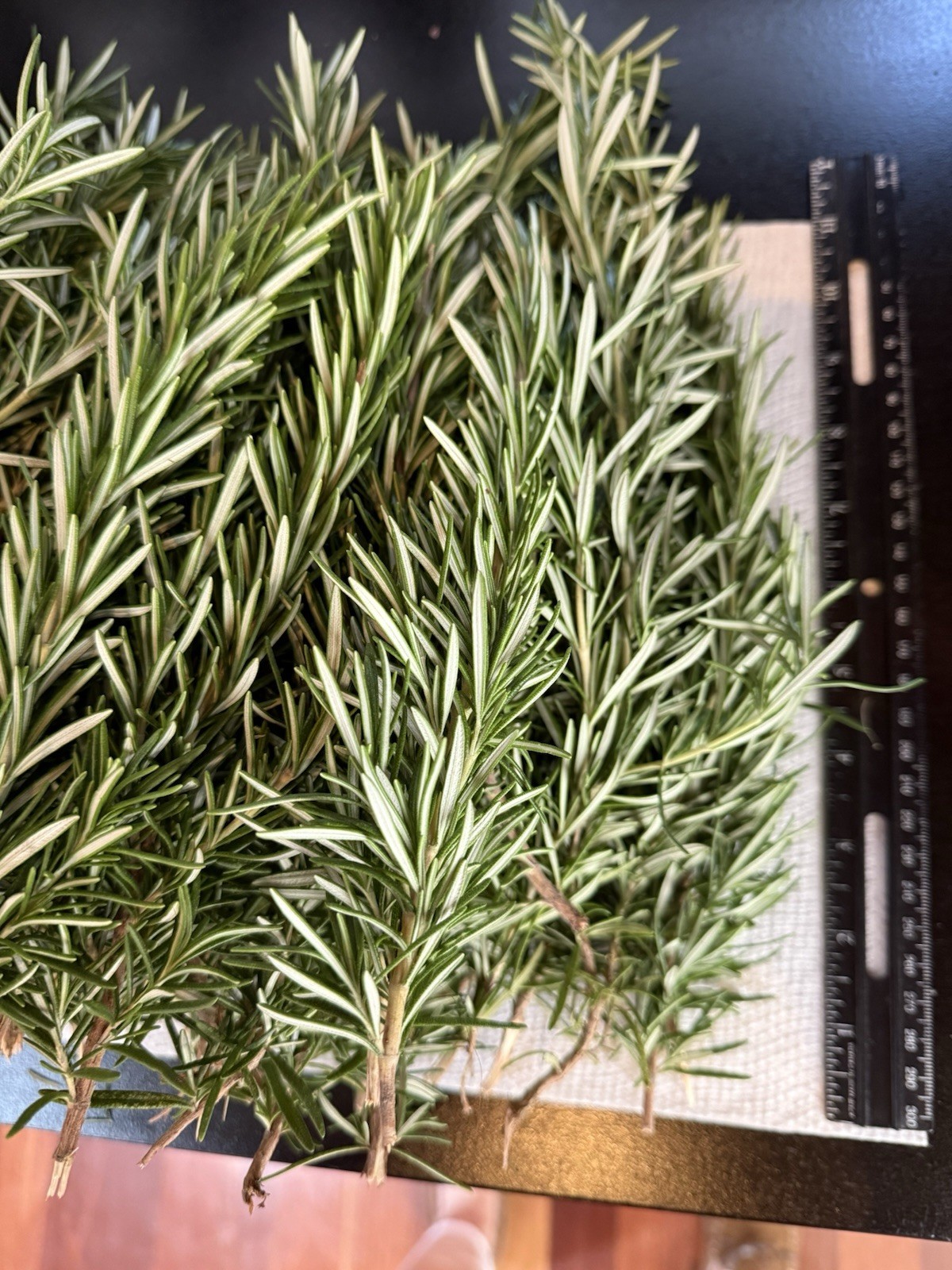 50 Fresh Organic Rosemary Stems, Cuts Fresh By Order,grown In San Francisco