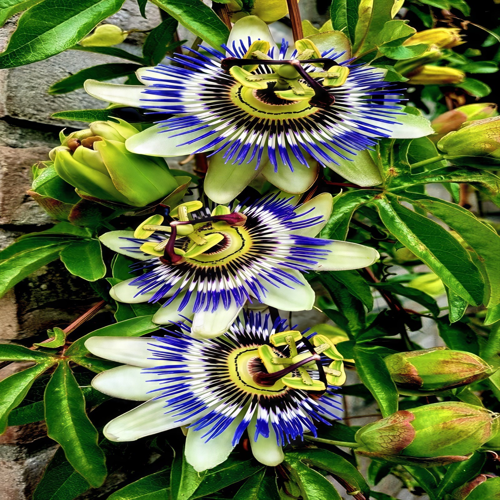 BLUE PASSION FLOWER SEEDS Climber Vine Fruit Plant Hummingbirds & Butterflies!