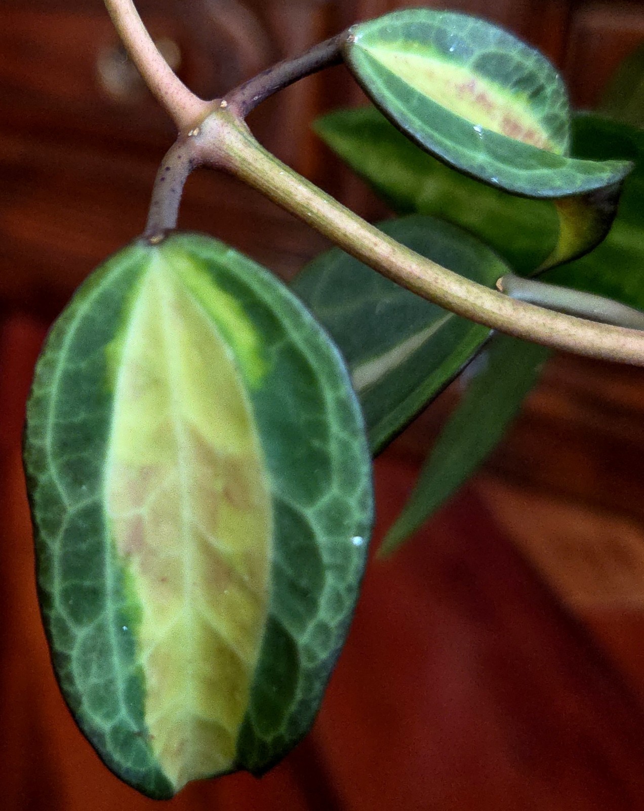 Rare Reverse Variegated Hoya Latifolia 24″ Tall Not Monstera Philodendron Aroid