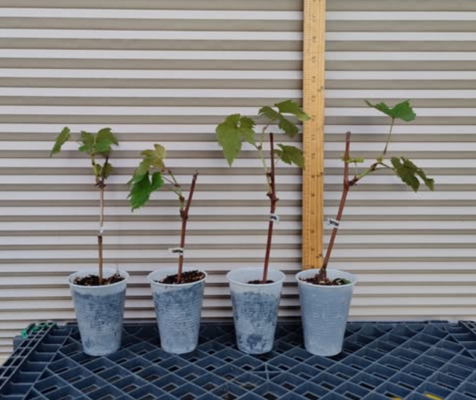 Champagne Grape Plant – 8-14″ Tall – Grown from Cutting – Sweet Mini Grapes