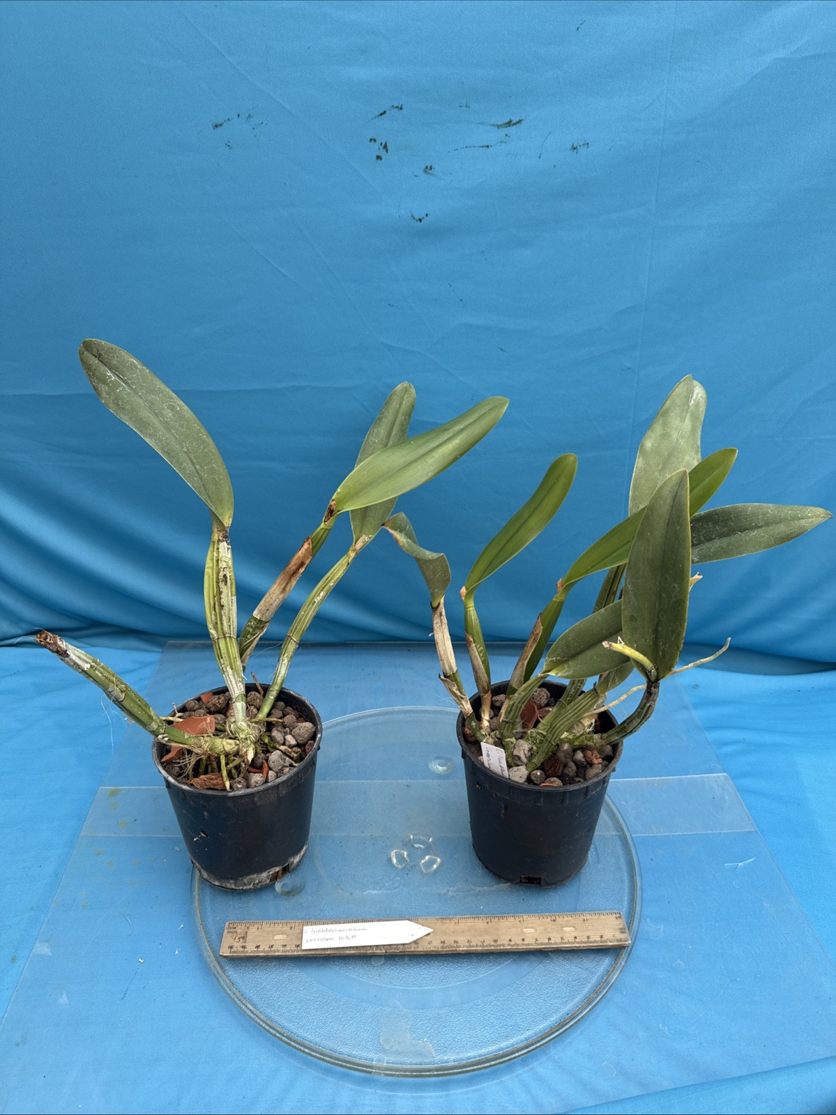 Cattleya lueddemanniana coerulea VERY NUTMEG FRAGRANT Orchid Species 5.5” Pot