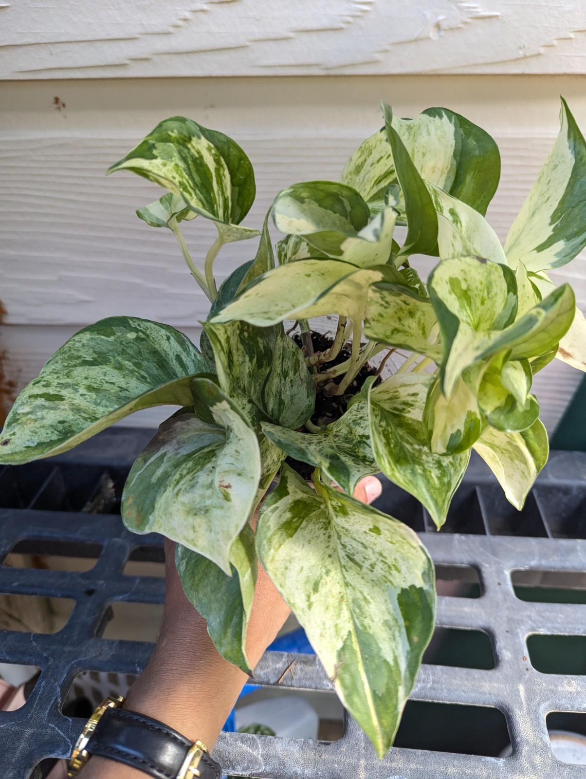 Manjula Pothos Plant