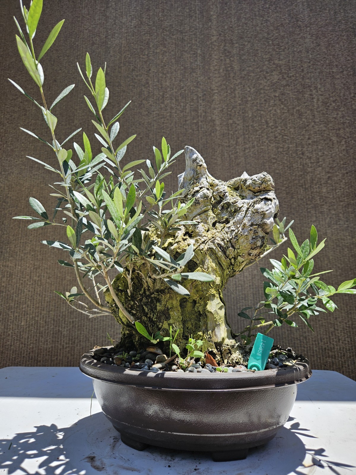 Old European Olive Bonsai Tree,,, SALE