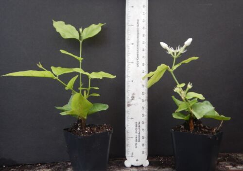 BELLE OF INDIA JASMINE~~Jasminum Sambac Double~Starter Plant~ Intensely Fragrant