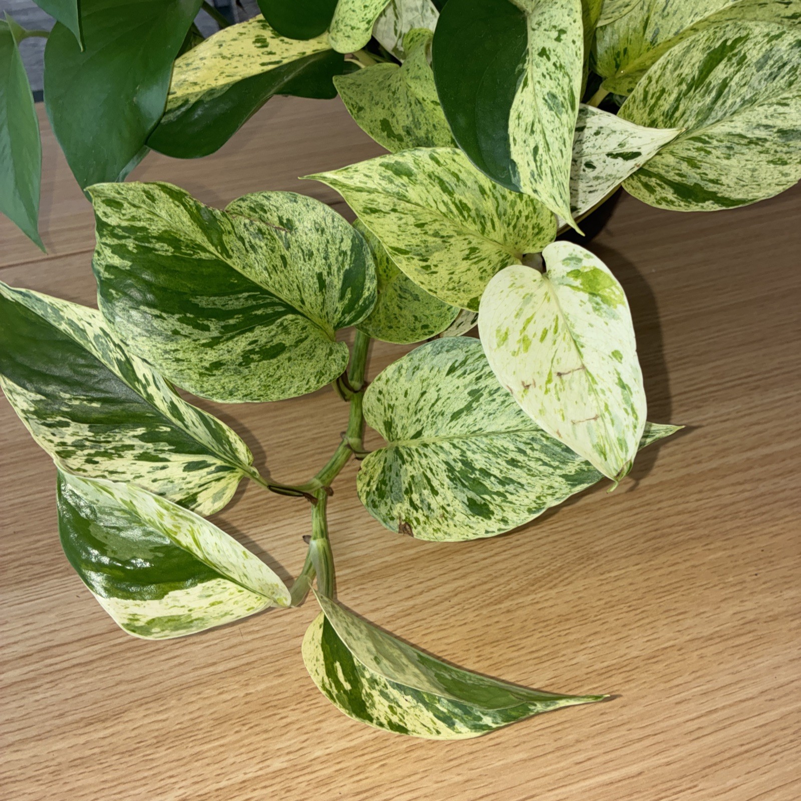 Pothos Marble Snow Queen stripe snow white Vine live plant 6″pot