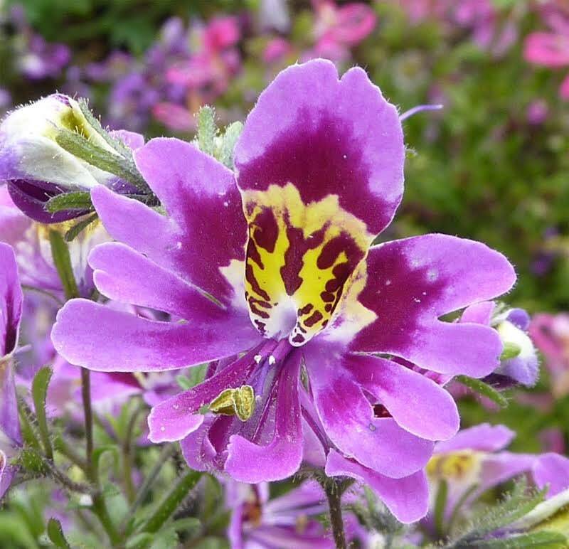 Mixed Butterfly Seeds ~ Angel Wings ~ Schianthus ~ Poor Man’s Orchid