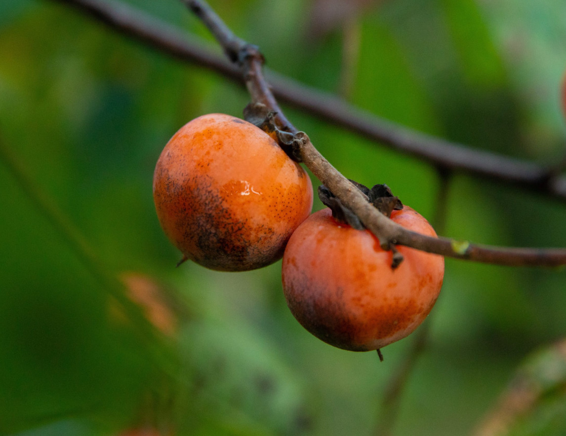 Live American Persimmon Tree – Diospyros virginiana – Fruiting Tree in 4″ Pot