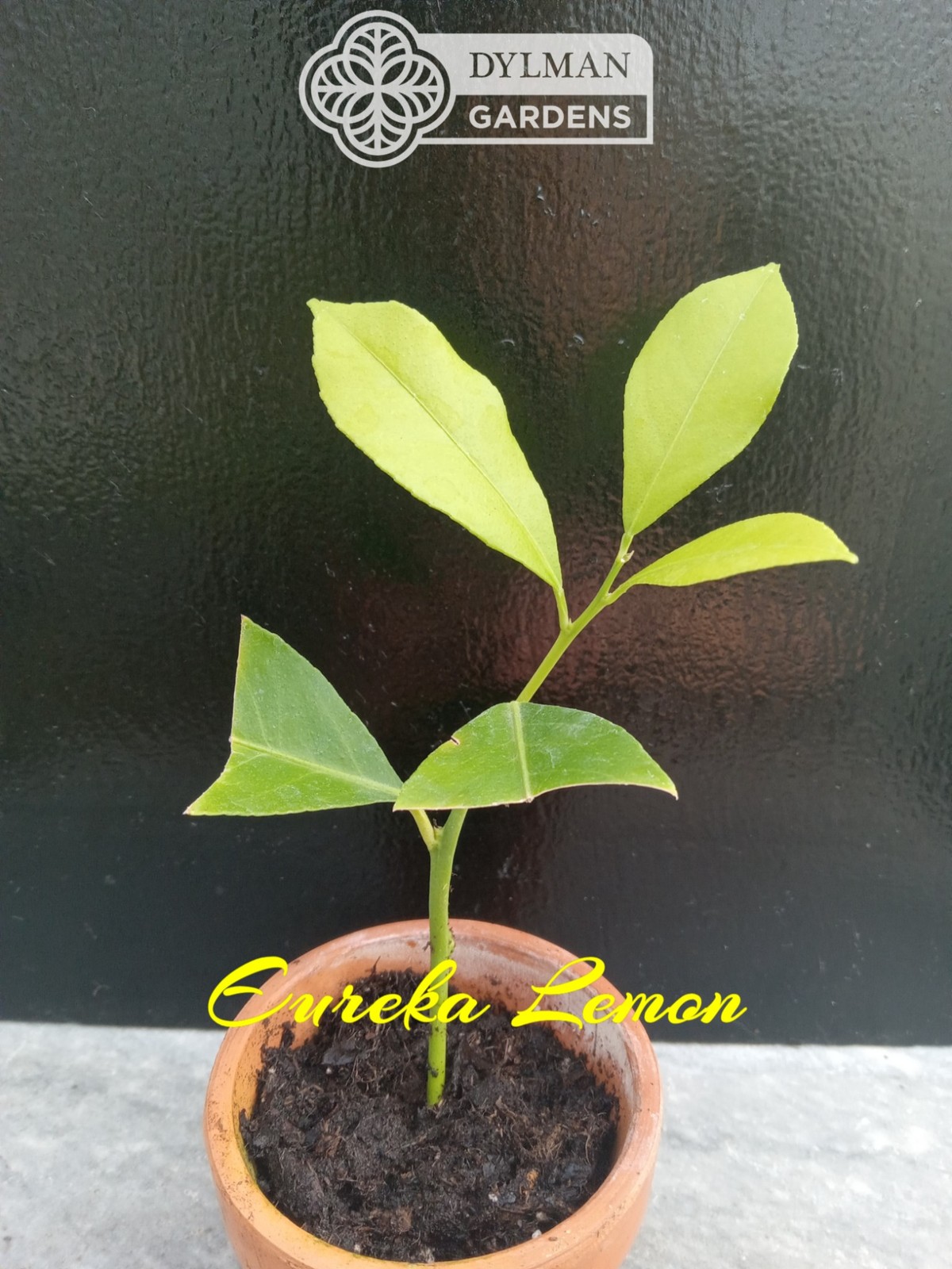 Eureka Lemon Tree (Citrus limon ‘Eureka’) – Multiple Sizes – Live Citrus Tree