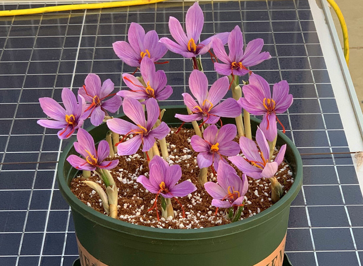 20 EXOTIC RARE CROCUS SEEDS for garden flower beds plant bush USA SELLER USPS