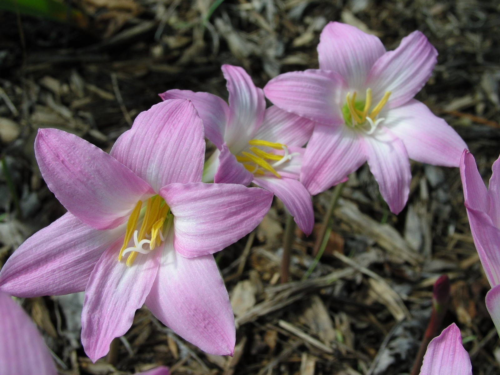 Rain Lily, Habranthus Argentina Pink, 2 bulbs, NEW, RARE, zephyranthes