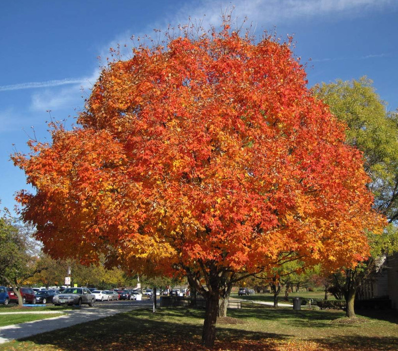Live Sugar Maple Plant – 6” Tall – 4” Pot – Shade Tree for Garden & Landscape