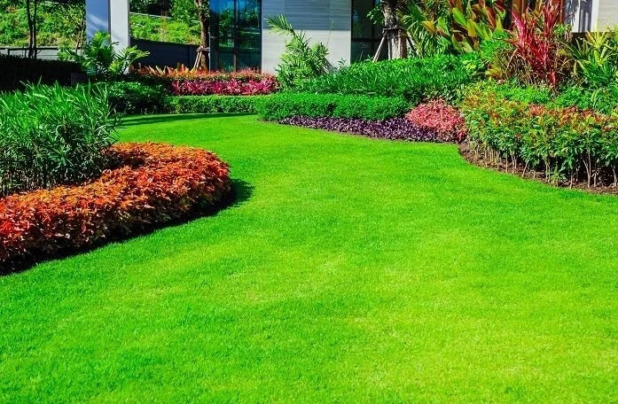 10,000 Emerald Zoysia Grass Seeds – Lawn Turf ~ Drought & Heat Tolerant