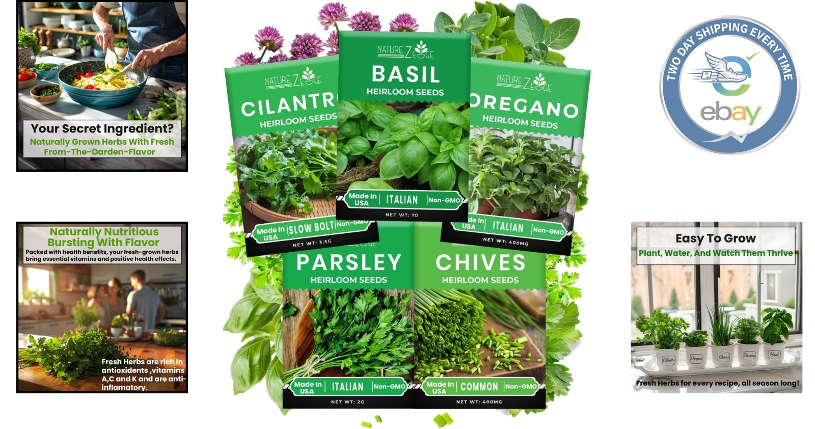 5 Herb Seeds Kit: Oregano, Basil, Cilantro for Indoor/Outdoor Gardens