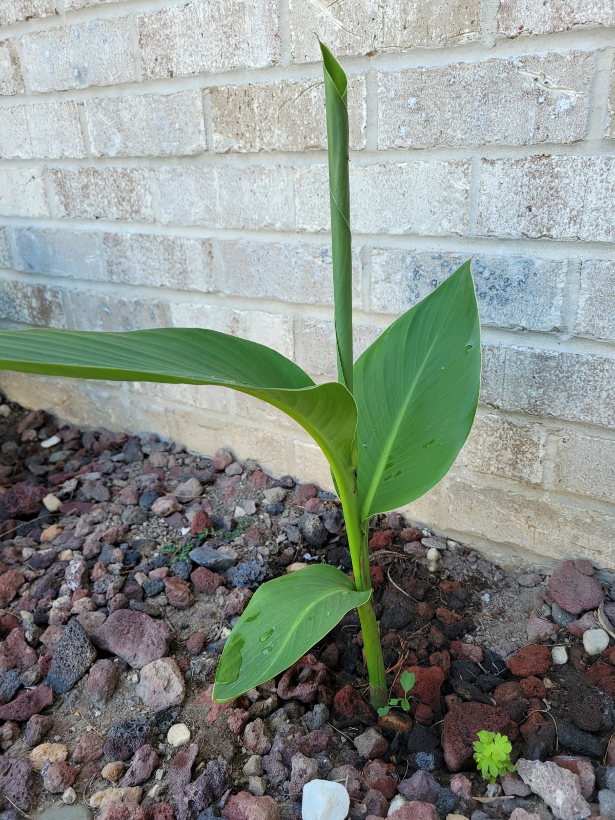 3 Canna Bulbs Annual Red Bloom Full Sun Green Leaf Plants Tall Lily Rhizomes