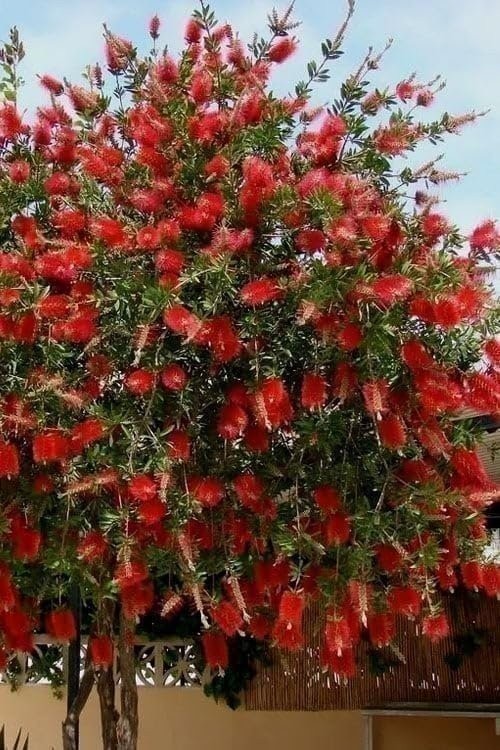 Bottlebrush Red Cluster | Quart | Callistemon citrinus | Low Maintenance | Hardy