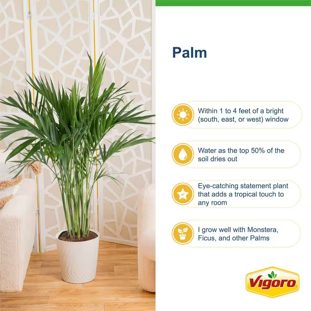 Cateracterum Indoor Palm (Cat Palm) Plant in 10In. White Decor Pot, Avg. Shippin