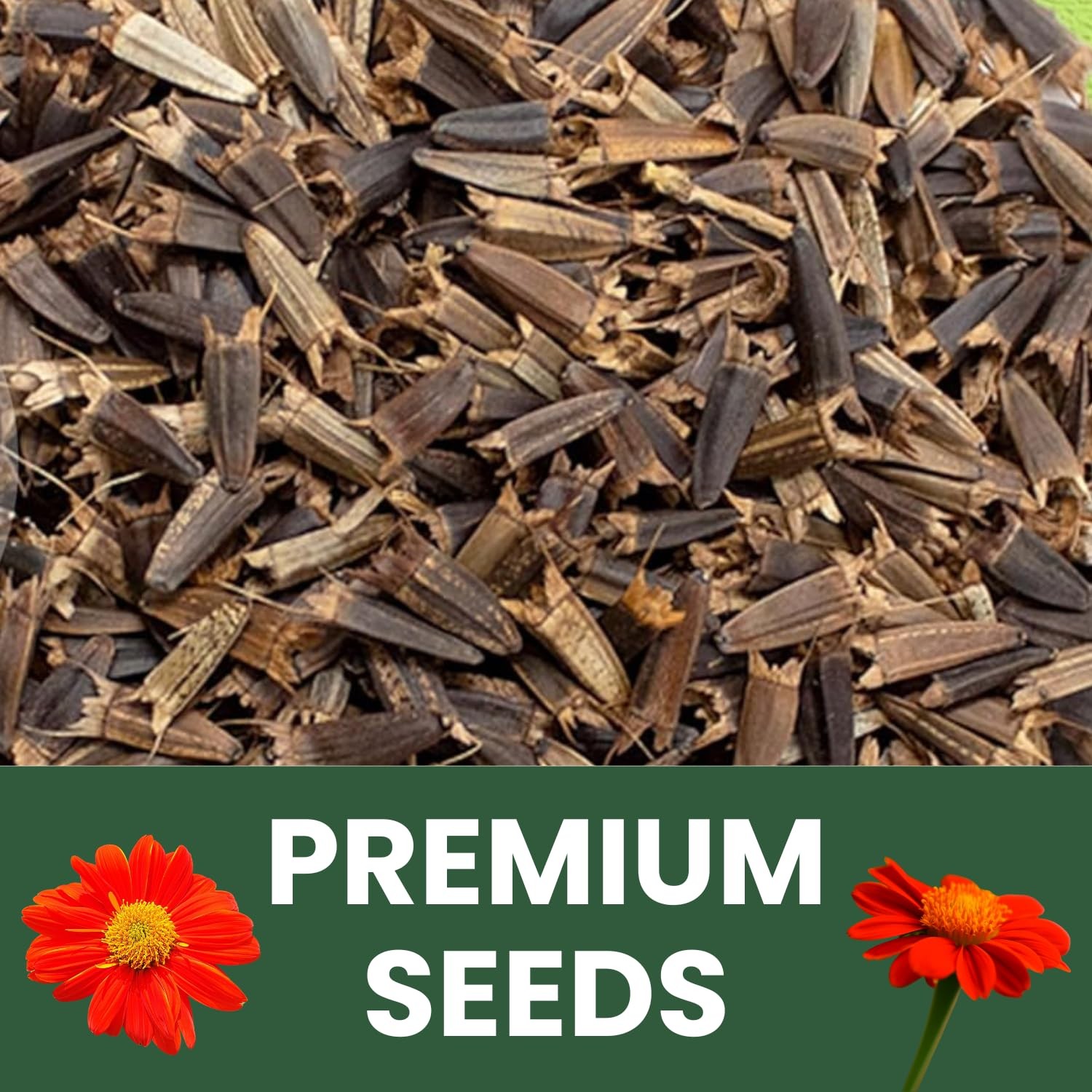 Mexican Sunflower Seeds – 9,000 Count for Planting – 4-Ounce Pack