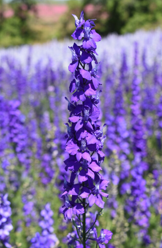 Rocket Larkspur Delphinium DARK BLUE PURPLE Flowers Pollinators NonGMO 500 Seeds