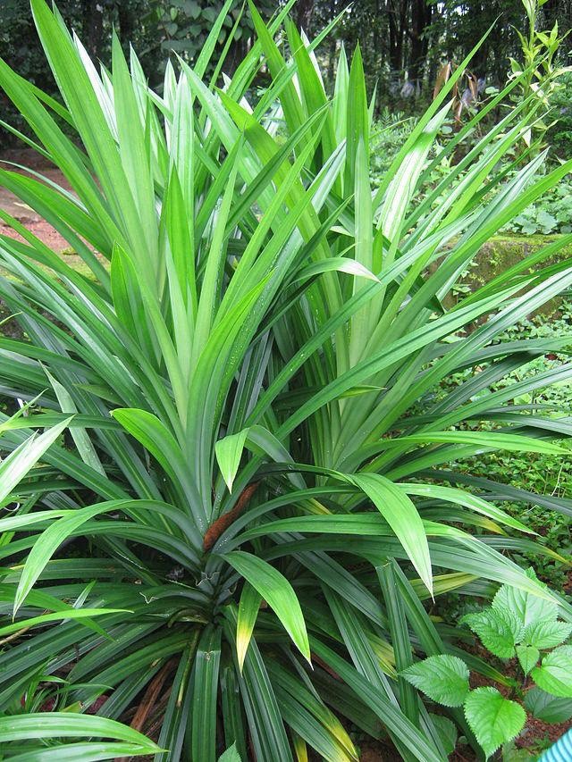 1 Live Pandan tree With Roots 6-8 Inch (lá Dứa) no pot