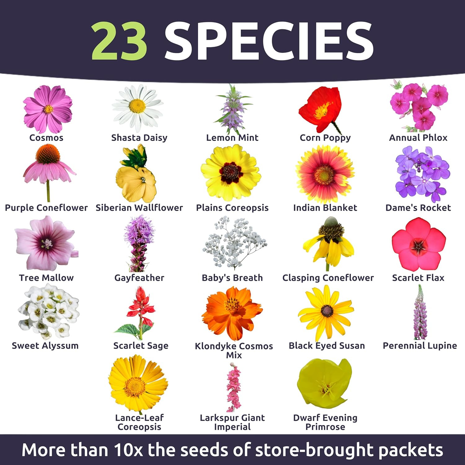 Southeast Regional Mix – Large 1 Ounce Packet – 12,000 Flower Seeds for Planting