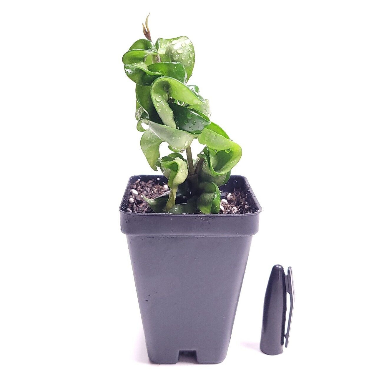 Hoya Carnosa Compacta Live Hindu Rope 2.5″ Pot With Soil – California Grown
